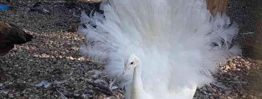 Swan Lake and the Strutting Peacock