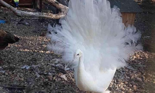 Swan Lake and the Strutting Peacock